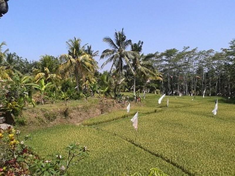 Arjana Bungalows 2 Убуд Экстерьер фото